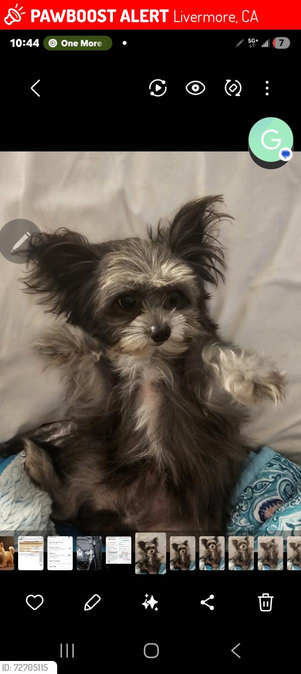 Lost Male Dog last seen Sunset Elementary School, Livermore, CA 94550