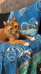 Lost Male Cat last seen At , Barrie, ON L4M 0G2