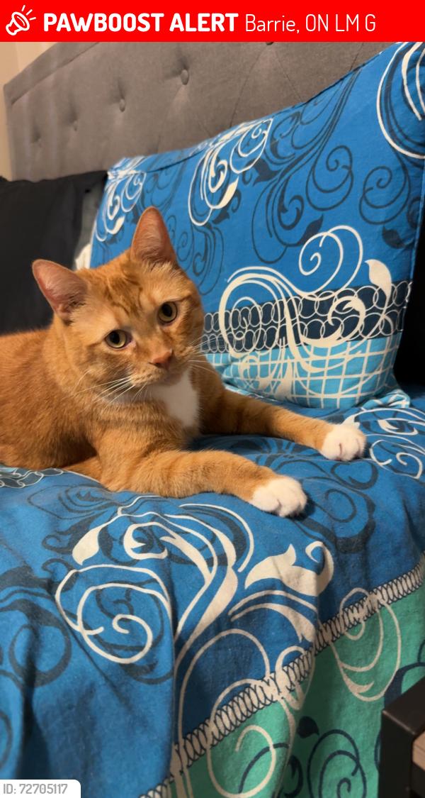 Lost Male Cat last seen At , Barrie, ON L4M 0G2