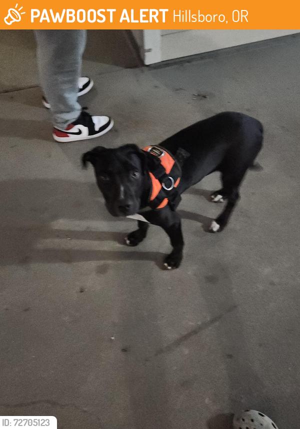 Found/Stray Female Dog last seen Verandas apmts , Hillsboro, OR 97124