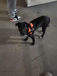 Found/Stray Female Dog last seen Verandas apmts , Hillsboro, OR 97124