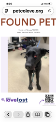 Lost Male Dog last seen Near Rosedale, Fort Worth, TX 76104