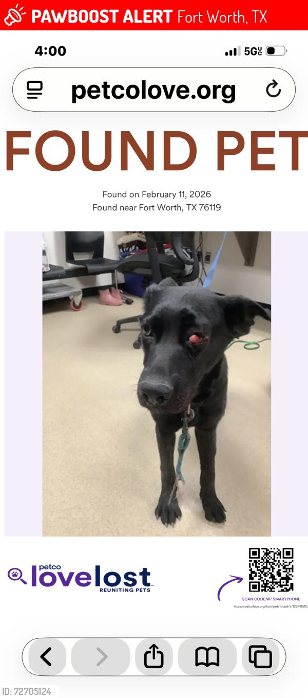 Lost Male Dog last seen Near Rosedale, Fort Worth, TX 76104