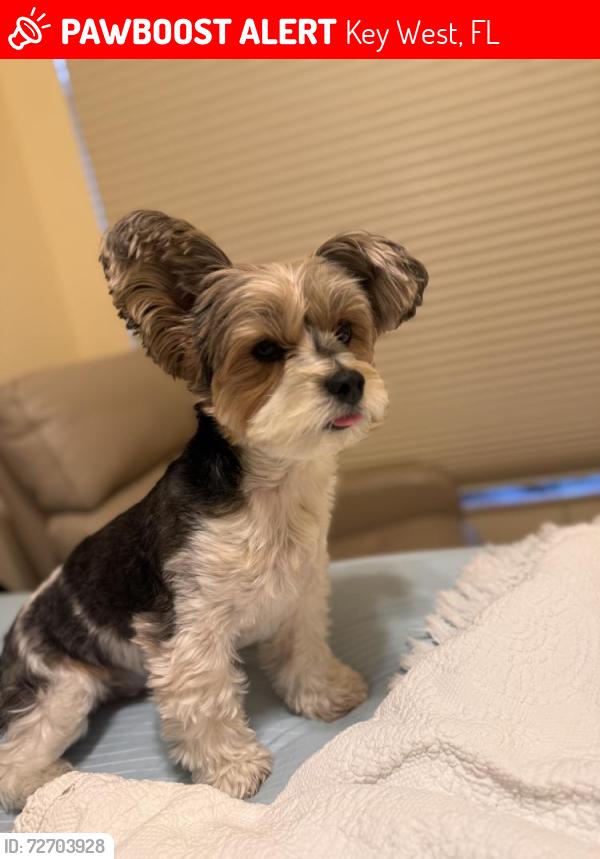 Lost Male Dog last seen Luani plaza , Key West, FL 33040