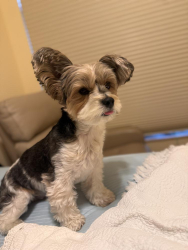 Lost Male Dog last seen Luani plaza , Key West, FL 33040