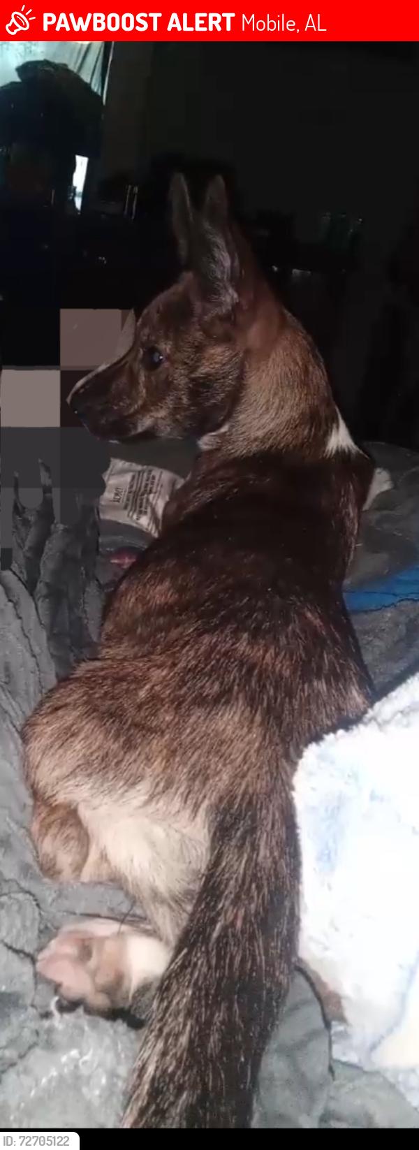Lost Female Dog last seen N/A, Mobile, AL 36605