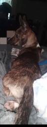 Lost Female Dog last seen N/A, Mobile, AL 36605