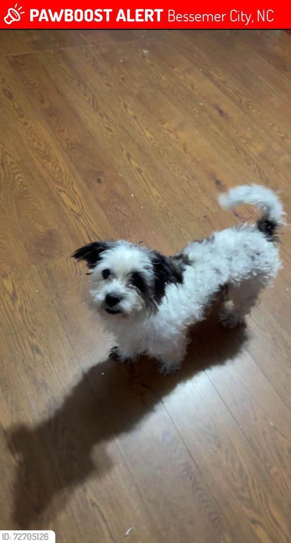 Lost Male Dog last seen Bessemer city, Bessemer City, NC 28016