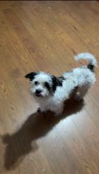 Lost Male Dog last seen Bessemer city, Bessemer City, NC 28016