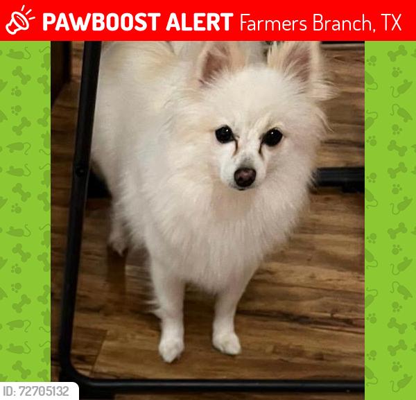 Lost Female Dog last seen Near mira lago blvd , Farmers Branch, TX 75234