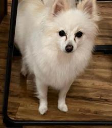 Lost Female Dog last seen Near mira lago blvd , Farmers Branch, TX 75234