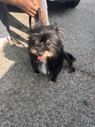 Found/Stray Male Dog last seen Foster and Woodruff, Downey, CA 90241