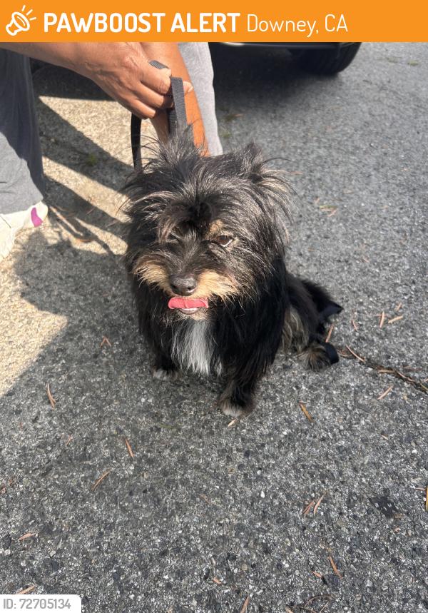 Found/Stray Male Dog last seen Foster and Woodruff, Downey, CA 90241