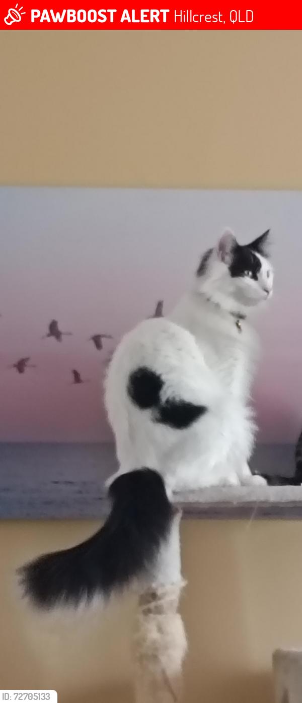 Lost Male Cat last seen Sweetgum st Hillcrest , Hillcrest, QLD 4118