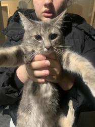 Found/Stray Unknown Cat last seen near QE park, Vancouver, BC 
