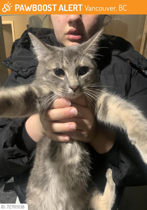 Found/Stray Unknown Cat last seen near QE park, Vancouver, BC 