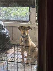 Lost Male Dog last seen estonia st, Columbus, GA 31907