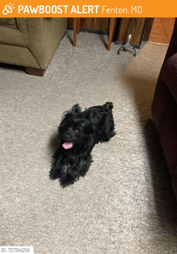 Found/Stray Male Dog last seen Trails & Kings Trail, Fenton, MO 63026