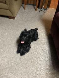 Found/Stray Male Dog last seen Trails & Kings Trail, Fenton, MO 63026