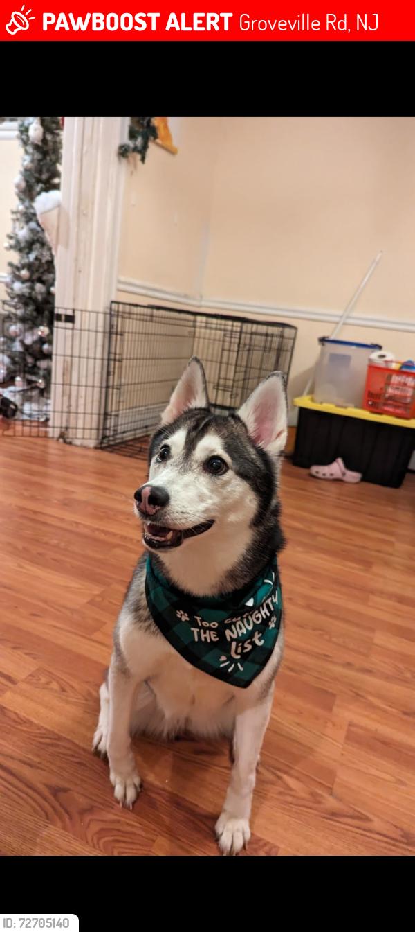 Lost Female Dog last seen Hanna Dog Park, Trenton NJ, Groveville Rd, NJ 08620