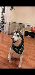 Lost Female Dog last seen Hanna Dog Park, Trenton NJ, Groveville Rd, NJ 08620