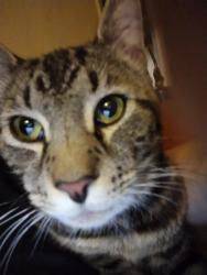 Lost Male Cat last seen Near Houston ave Bremerton wa , Bremerton, WA 98312