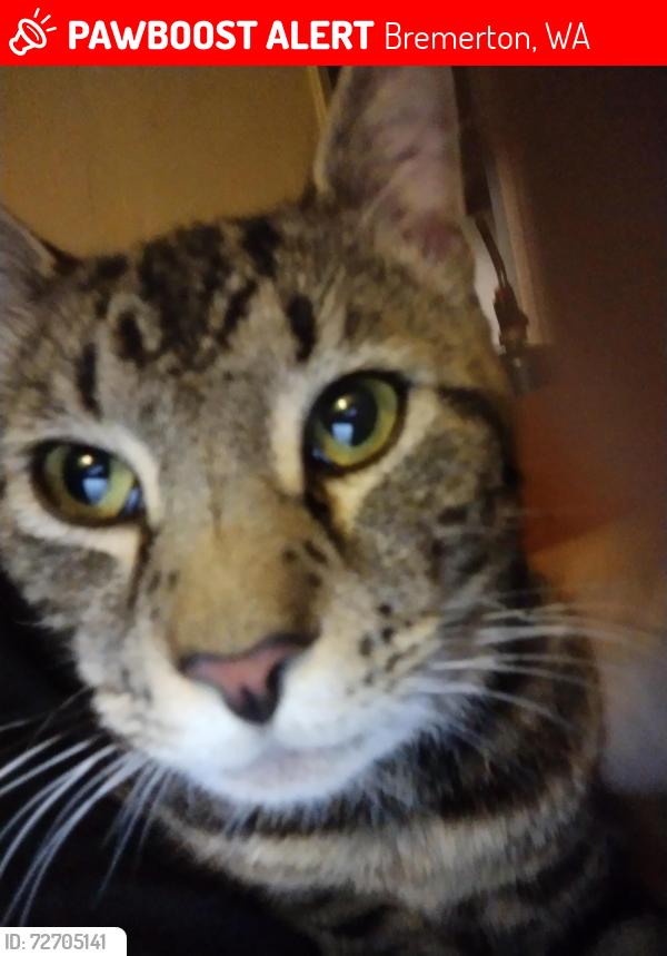 Lost Male Cat last seen Near Houston ave Bremerton wa , Bremerton, WA 98312