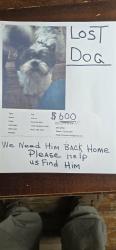 Lost Male Dog last seen 111th and sangamon , Chicago, IL 60643