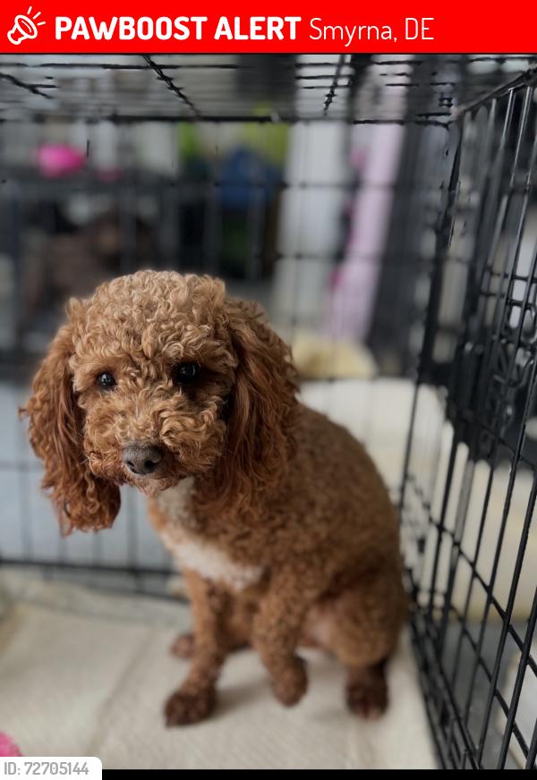 Lost Female Dog last seen Howard & South Streets, Smyrna, DE 19977