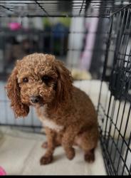 Lost Female Dog last seen Howard & South Streets, Smyrna, DE 19977