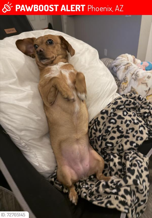 Lost Female Dog last seen E Bell Road and Central Avenue Phoenix, Arizona, Phoenix, AZ 85023
