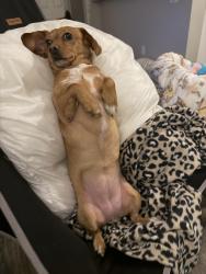 Lost Female Dog last seen E Bell Road and Central Avenue Phoenix, Arizona, Phoenix, AZ 85023