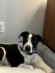 Lost Male Dog last seen Newman Crossing Neighborhood , Mobile County, AL 36695