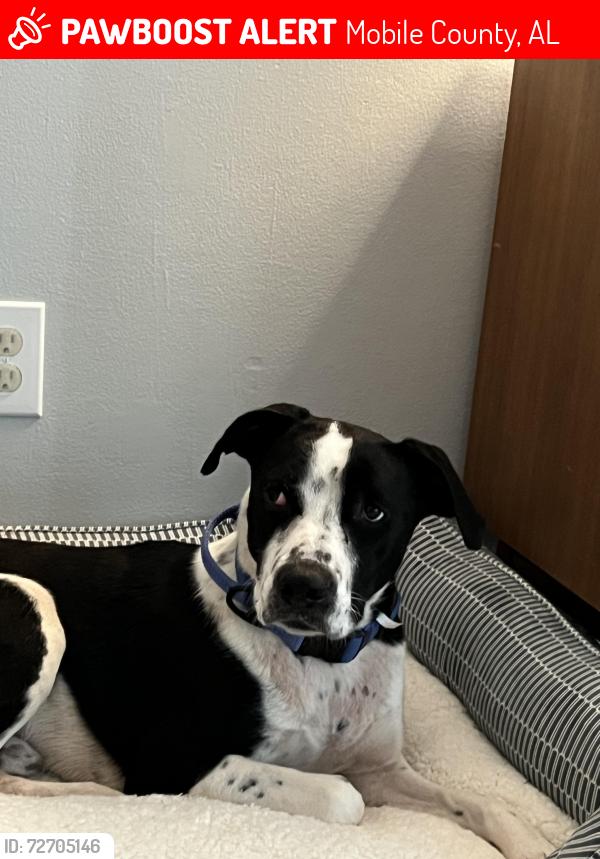 Lost Male Dog last seen Newman Crossing Neighborhood , Mobile County, AL 36695