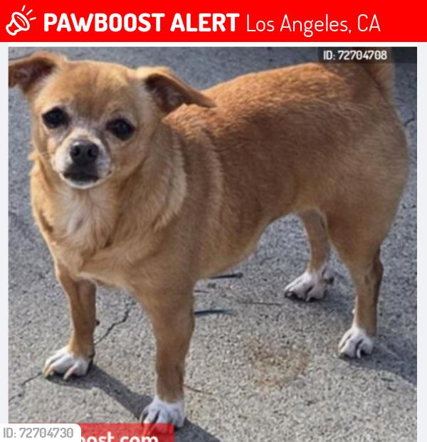 Lost Female Dog last seen S. Ditman & Percy St, Los Angeles, CA 90023