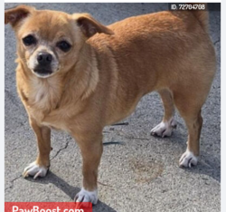 Lost Female Dog last seen S. Ditman & Percy St, Los Angeles, CA 90023