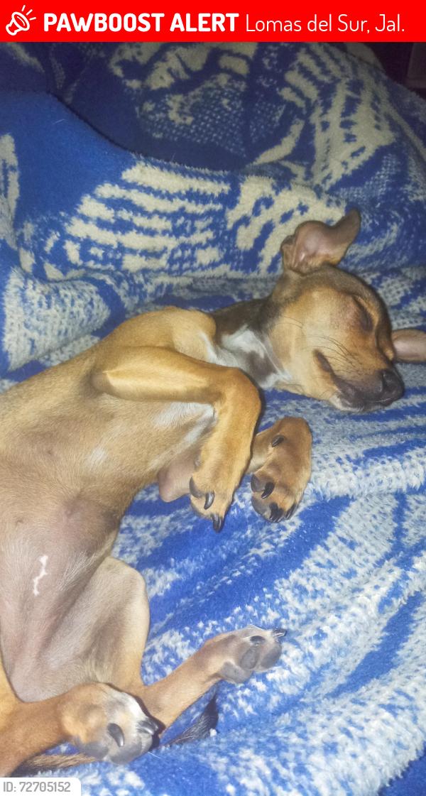 Lost Female Dog last seen Se perdió cercas de farmacias Guadalajara y el bodega Aurrerá , Lomas del Sur, Jal. 45650