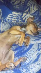 Lost Female Dog last seen Se perdió cercas de farmacias Guadalajara y el bodega Aurrerá , Lomas del Sur, Jal. 45650