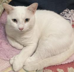 Lost Male Cat last seen Reserve ridge dr Huffman , Huffman, TX 77336