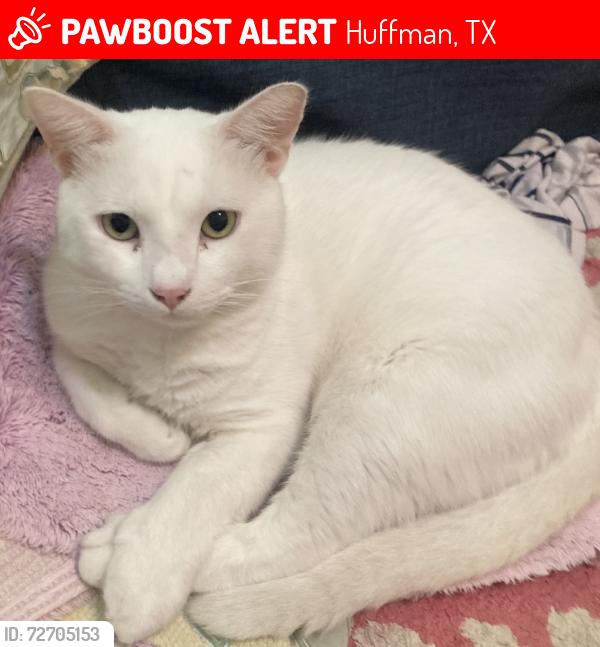Lost Male Cat last seen Reserve ridge dr Huffman , Huffman, TX 77336
