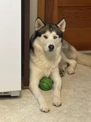 Lost Male Dog last seen Irish hill rd montrose pa 18801, Montrose, PA 18801