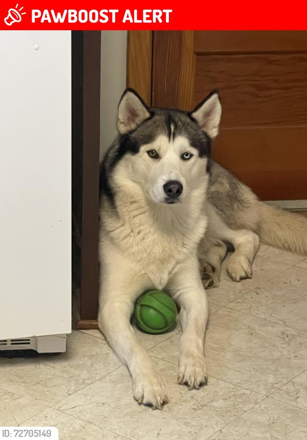Lost Male Dog last seen Irish hill rd montrose pa 18801, Montrose, PA 18801