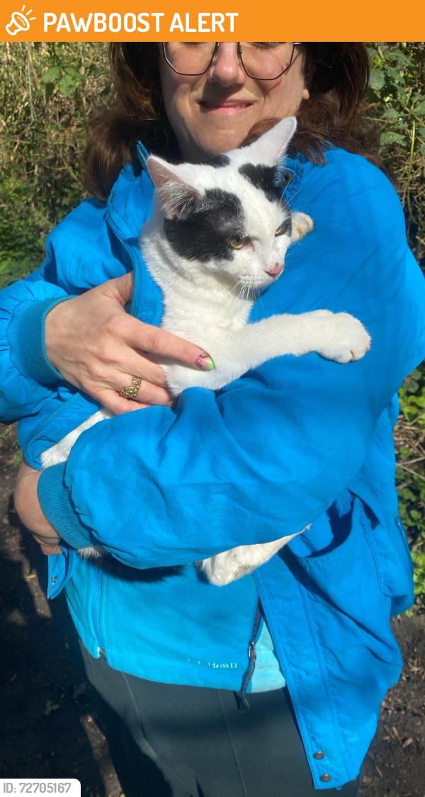 Found/Stray Unknown Cat last seen Found in Cat Lane Woods , Meersbrook, England S8 9HU