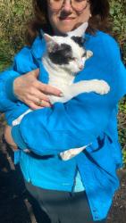 Found/Stray Unknown Cat last seen Found in Cat Lane Woods , Meersbrook, England S8 9HU