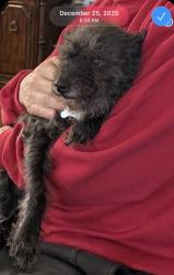 Lost Male Dog last seen San Diego Ave NE and Holbrook NE, Albuquerque, NM 87122