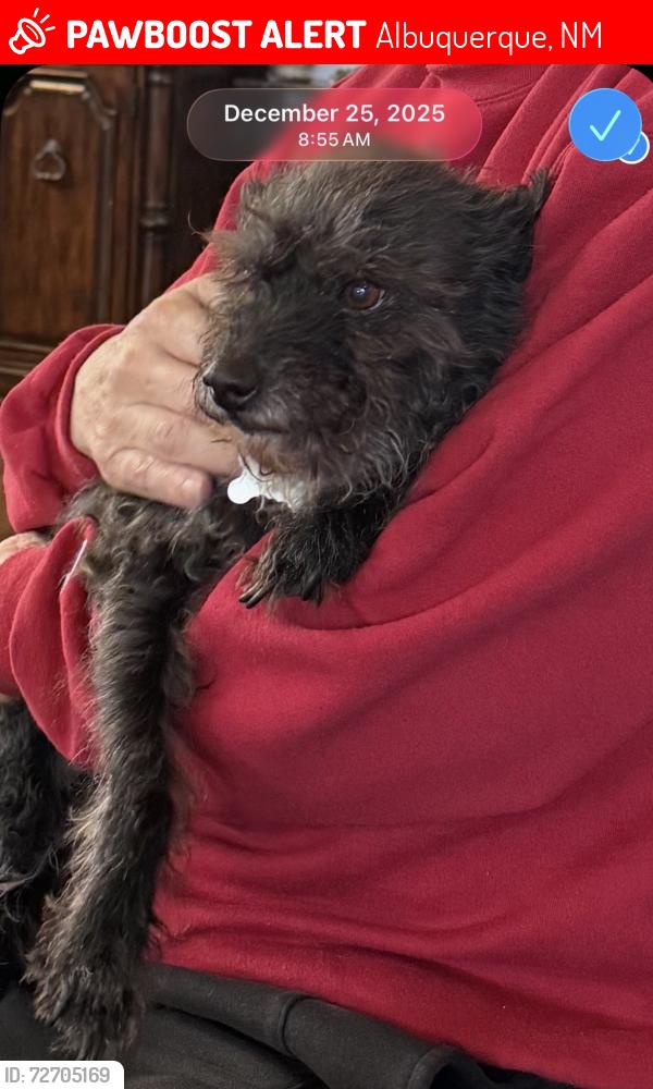 Lost Male Dog last seen San Diego Ave NE and Holbrook NE, Albuquerque, NM 87122