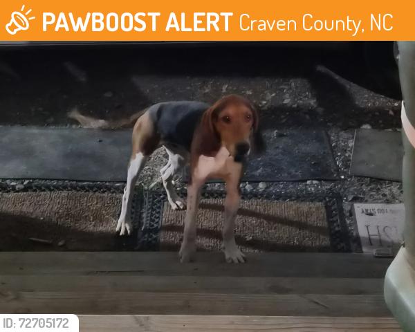 Found/Stray Male Dog last seen Grey Rd, Craven County, NC 28586