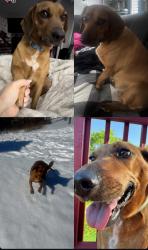 Lost Female Dog last seen Chessingham/Wadsworth/Big Springs rd, Maryville, TN 37801