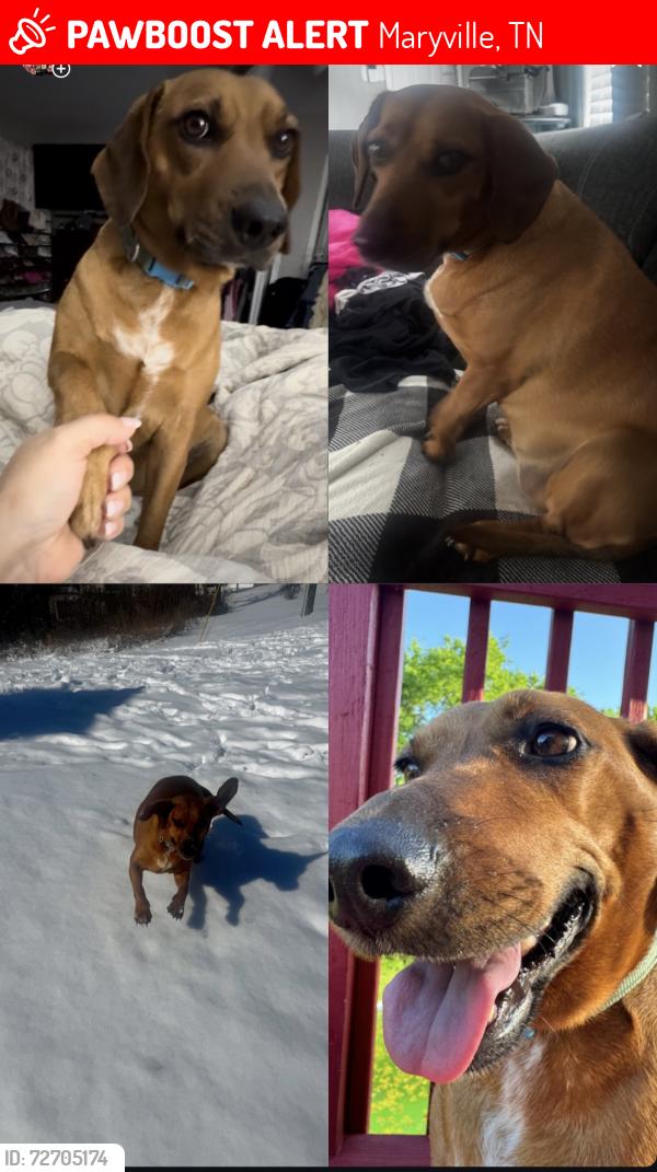 Lost Female Dog last seen Chessingham/Wadsworth/Big Springs rd, Maryville, TN 37801