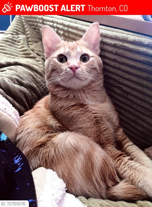 Lost Male Cat last seen Thornton Elementary School, Thornton, CO 80229